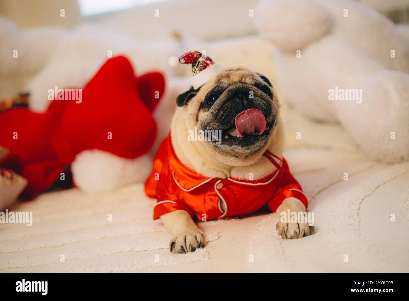 pug in costume di babbo natale seduto su un divano bianco Foto Stock