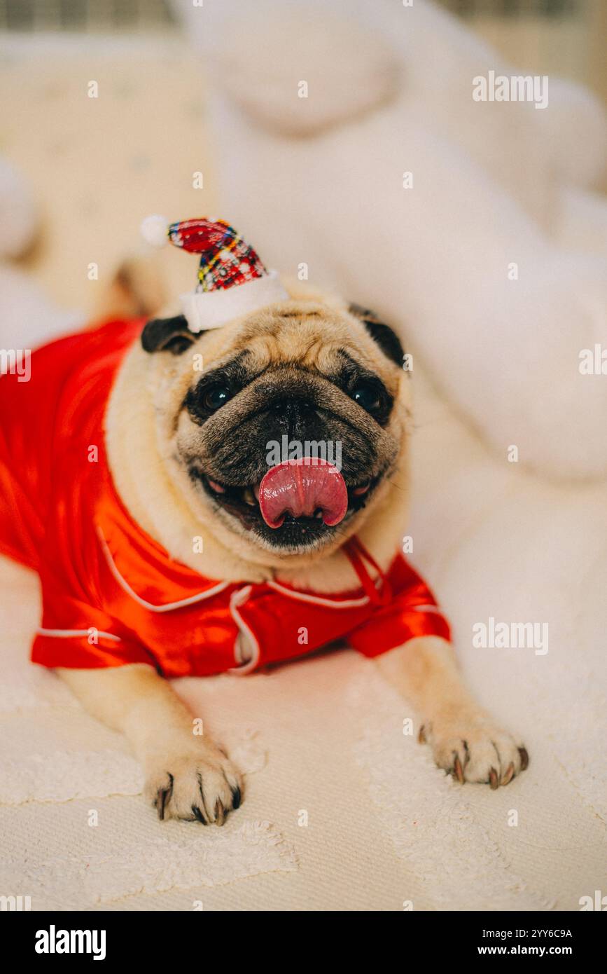 pug in costume di babbo natale seduto su un divano bianco Foto Stock