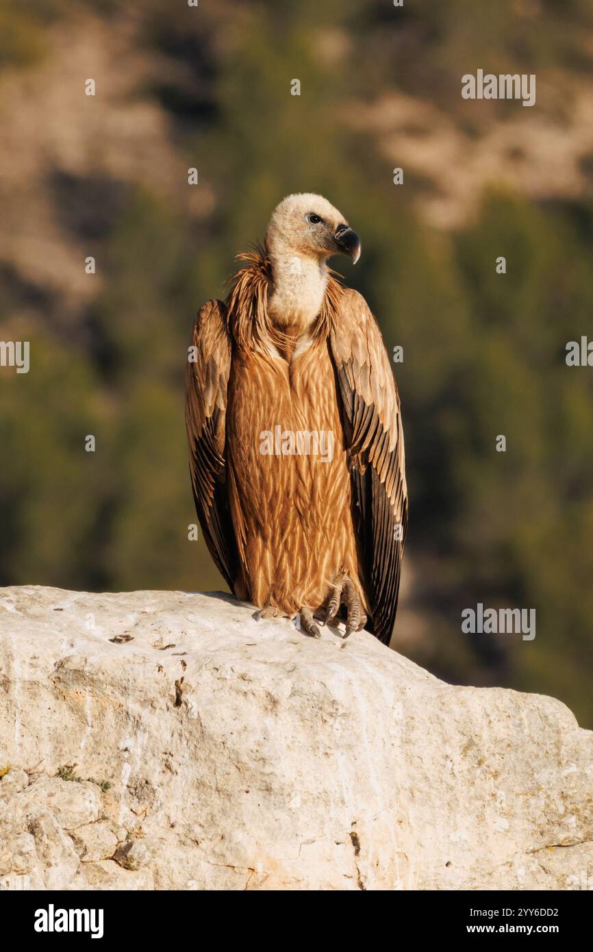 Vulture Gyps fulvus guarda in basso dalla cima del burrone, Alcoy, Spagna Foto Stock