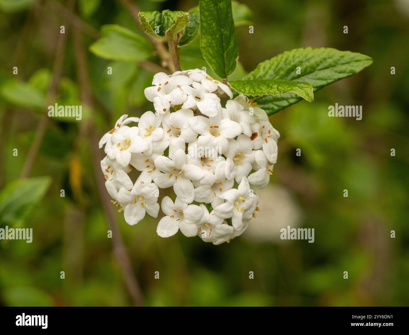 Fiori bianchi di Viburnumarra burkwoodii Park Farm Hybrid, comunemente chiamati Arrowwood, che crescono in un giardino del Regno Unito. Foto Stock