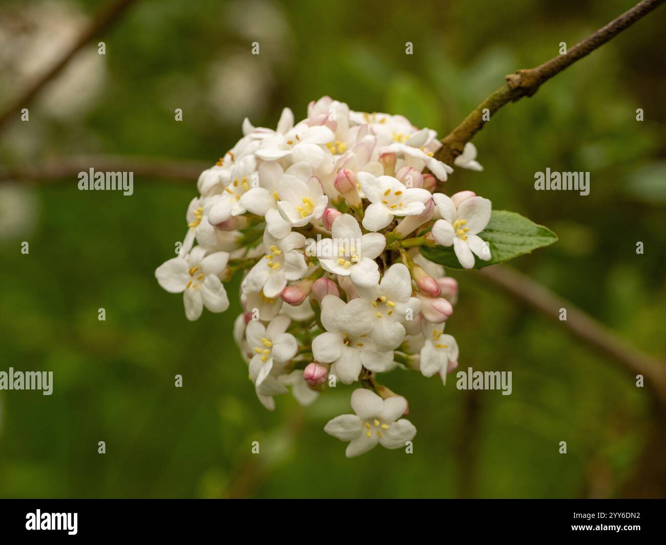 Fiori bianchi di Viburnumarra burkwoodii Park Farm Hybrid, comunemente chiamati Arrowwood, che crescono in un giardino del Regno Unito. Foto Stock