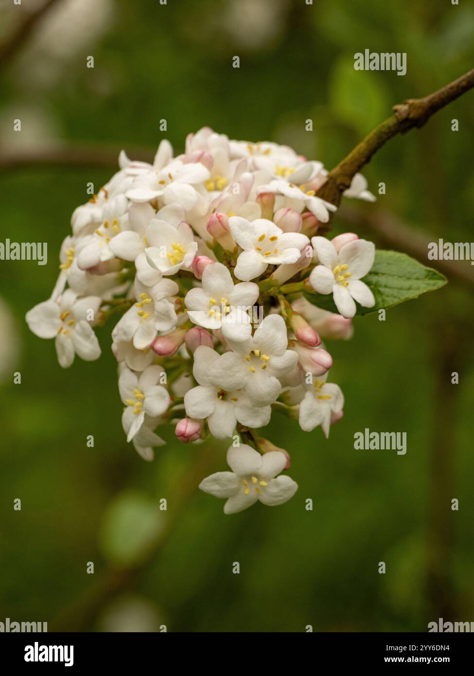 Fiori bianchi di Viburnumarra burkwoodii Park Farm Hybrid, comunemente chiamati Arrowwood, che crescono in un giardino del Regno Unito. Foto Stock