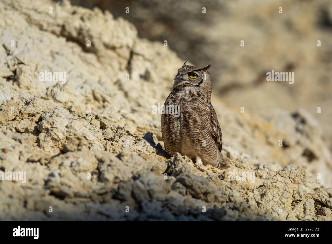 Gufo cornuto, bubo virginianus nacurutu, Penisola Valdes, Patagonia, Argentina. Foto Stock
