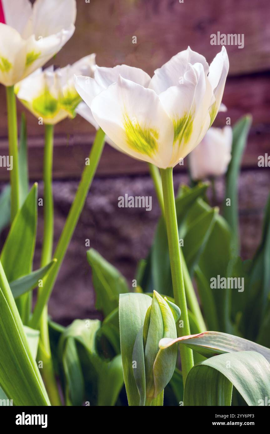 Primo piano gruppo di tulipa Spring Green. Un singolo tulipano verde e avorio di tarda primavera appartenente al gruppo di tulipani della Divisione 8 di Viridiflora Foto Stock