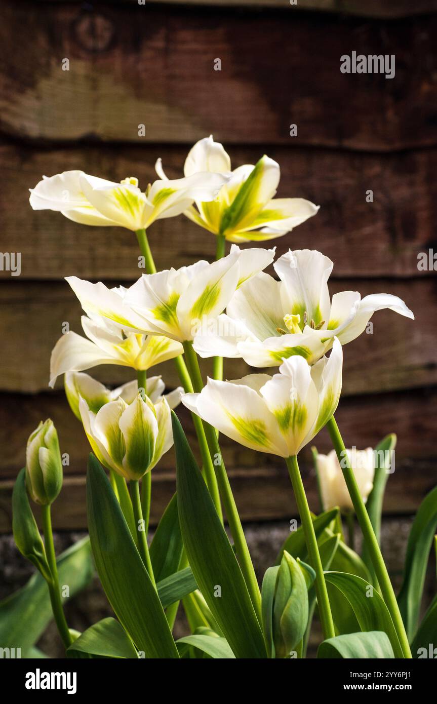 Primo piano gruppo di tulipa Spring Green. Un singolo tulipano verde e avorio di tarda primavera appartenente al gruppo di tulipani della Divisione 8 di Viridiflora Foto Stock
