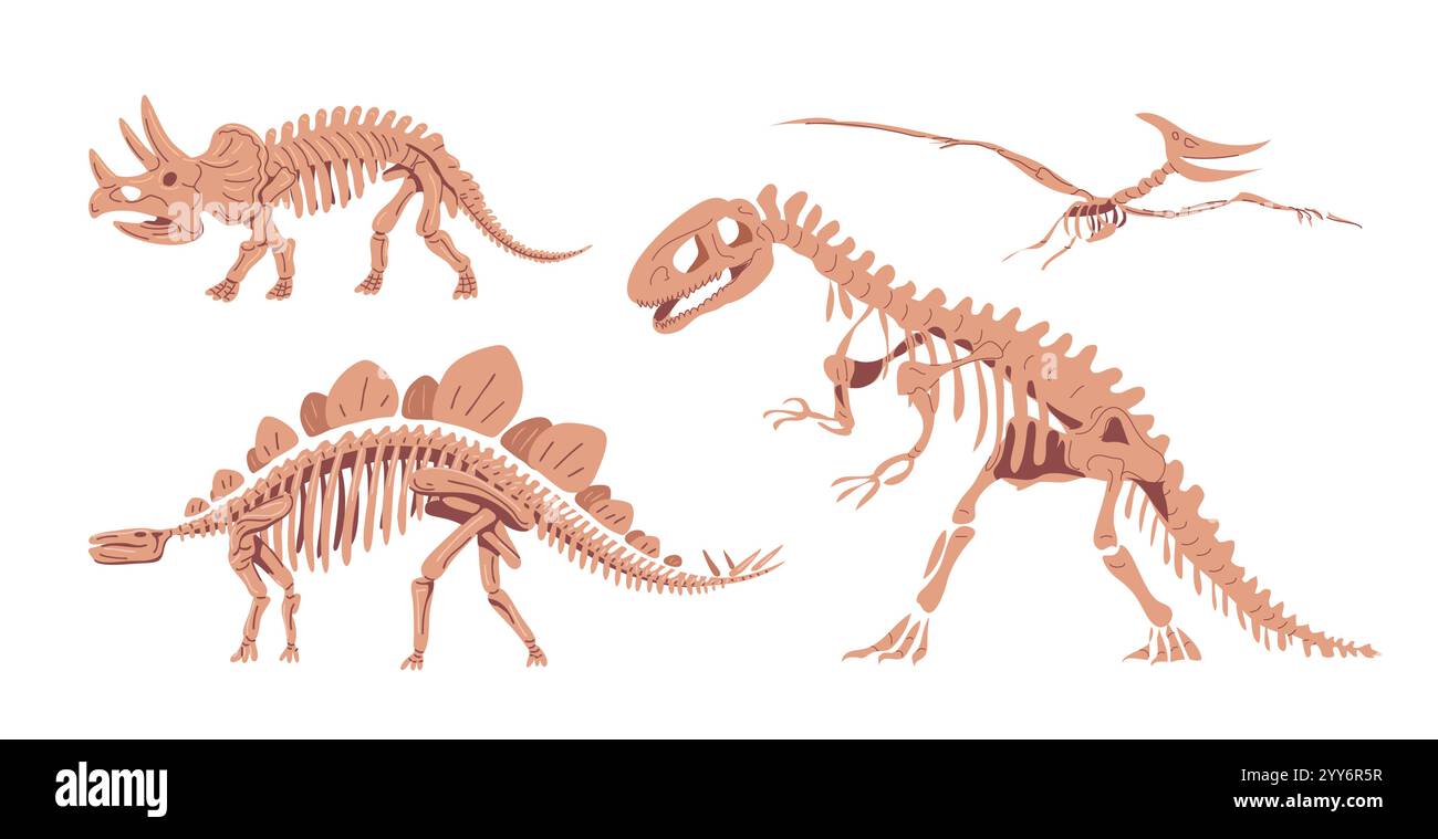 Scheletri di dinosauro su sfondo bianco Illustrazione Vettoriale