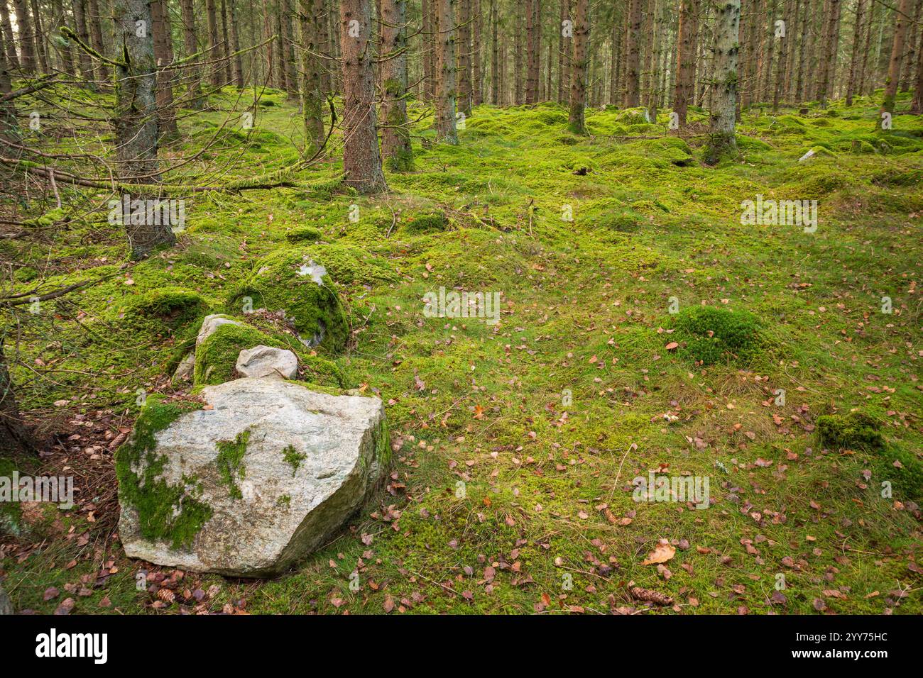 Una tranquilla foresta di pini autunnali a Hässleholm, Svezia, presenta alberi torreggianti e un vibrante terreno boschivo coperto da lussureggianti muschi verdi. Foto Stock