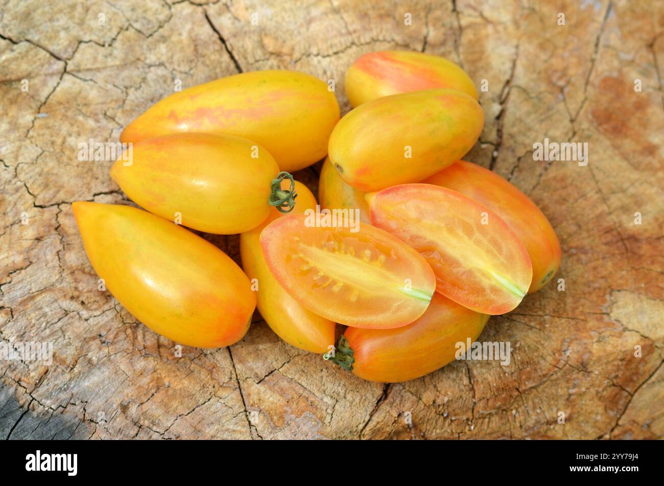 Gruppo di pomodori gialli maturi, appartenenti alla classe dei pomodori dell'uva, su un vecchio ceppo d'albero come sfondo. Concetto di coltivazione di pomodori varietali. Foto Stock