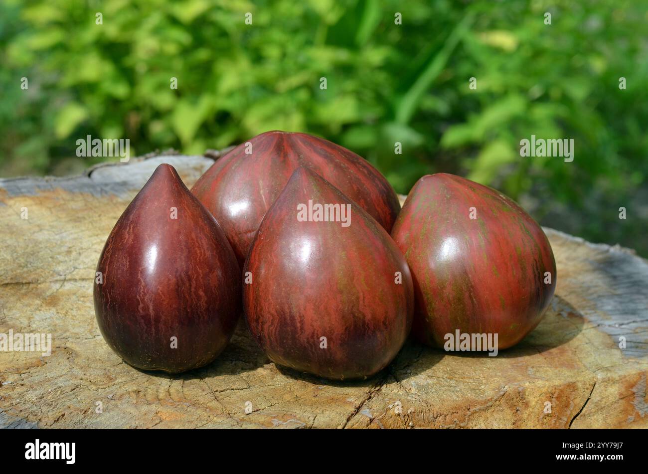 Insoliti pomodori a righe a forma di cuore su un vecchio ceppo d'albero. Concetto di coltivazione di varietà insolite di pomodori. Foto Stock