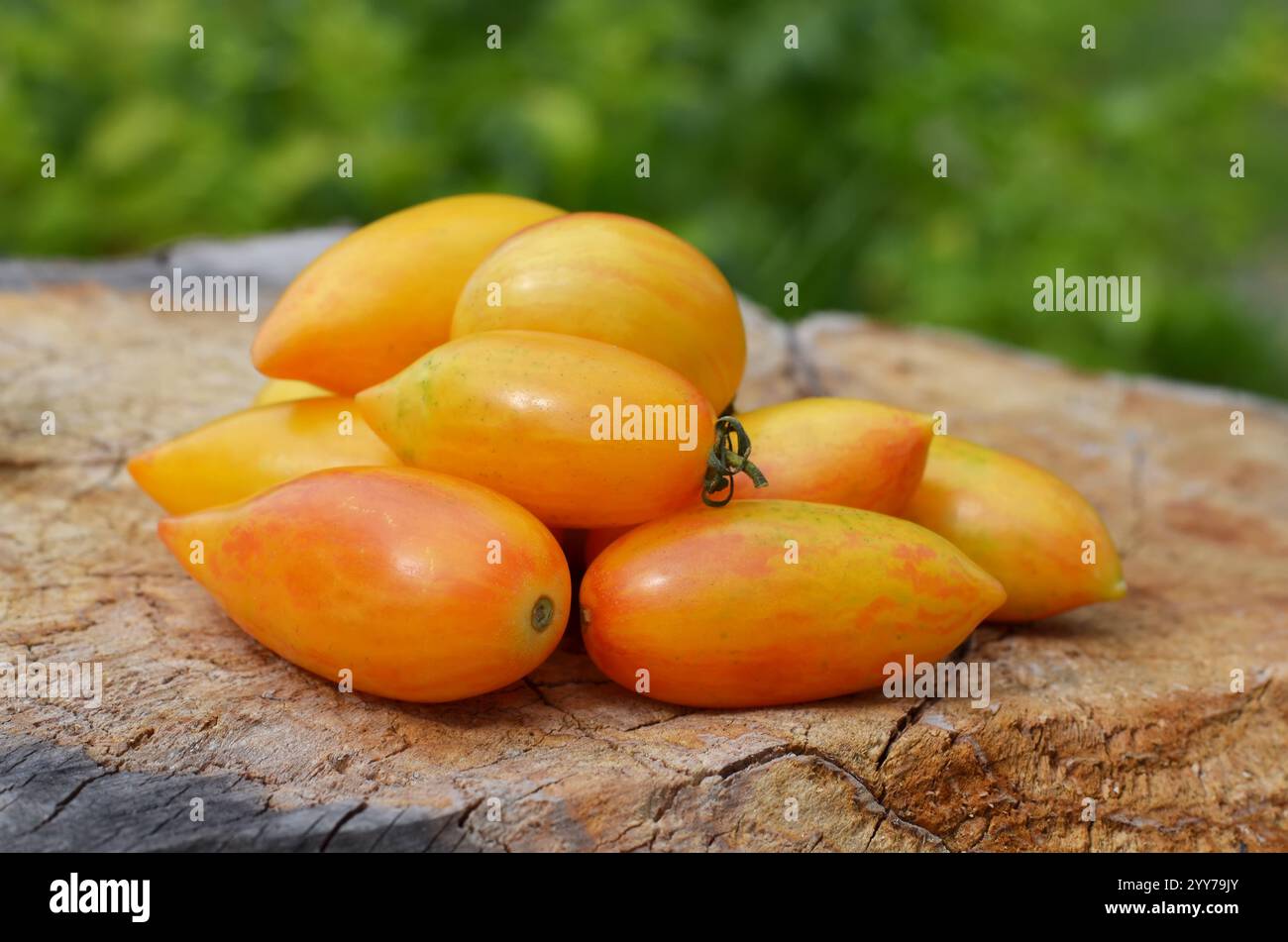 Pomodori a strisce gialle maturi, appartenenti alla categoria dei pomodori dell'uva, su un vecchio ceppo d'albero. Concetto di coltivazione di pomodori varietali. Foto Stock