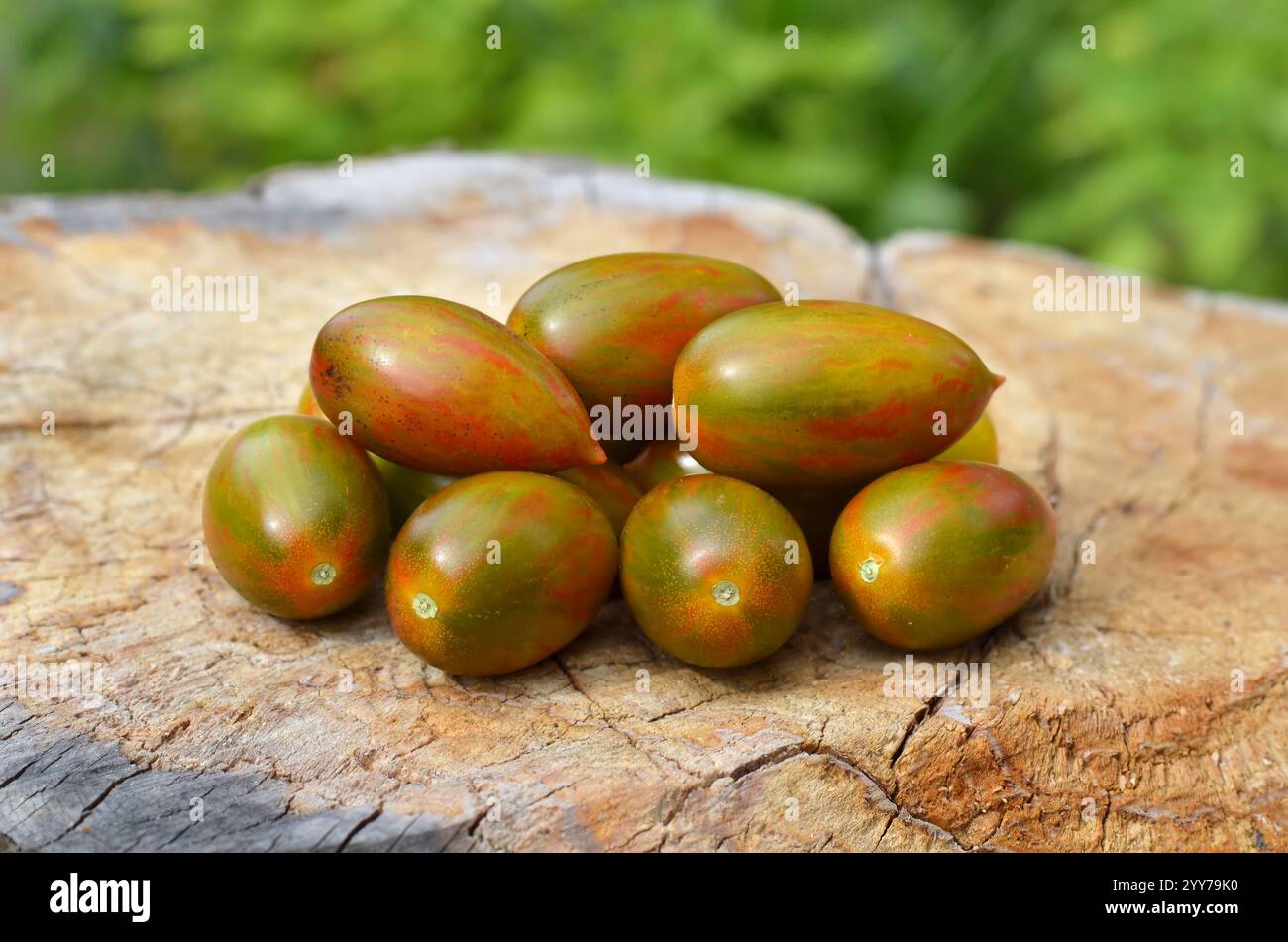 Pomodori maturi a righe rosso-verde, appartenenti alla classe dei pomodori dell'uva, su un vecchio ceppo d'albero. Concetto di coltivazione di pomodori varietali. Foto Stock