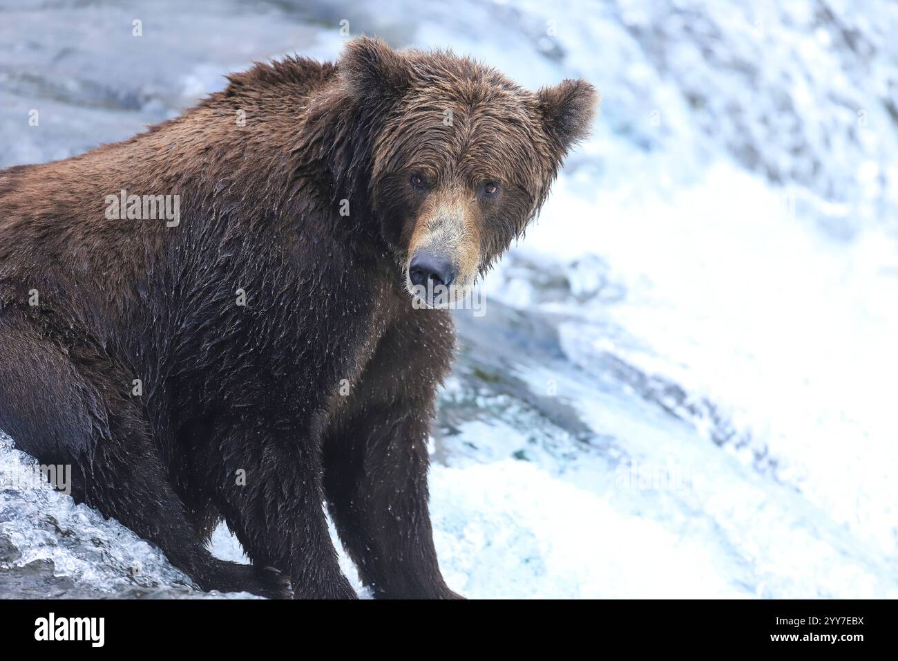 Alaskan Brown Bear seduto sul bordo di una cascata a Brooks Falls nel Katmai National Park, Alaska Foto Stock