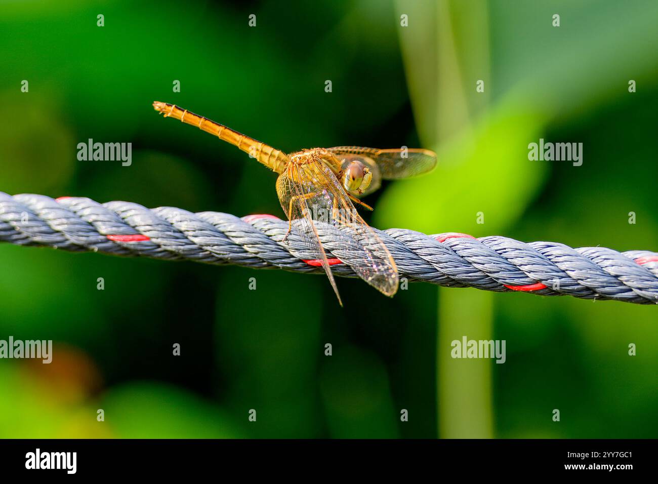 Un Red Grasshawk Dragonfly che riposa al Bidadari Park, Singapore Foto Stock