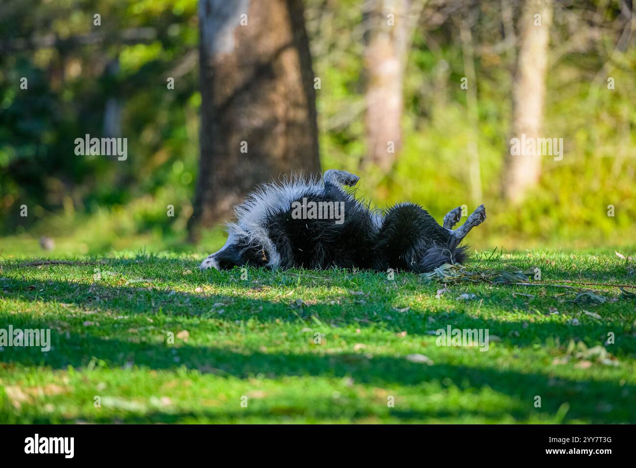 Ritratto di un Border Collie nel parco per cani mentre si rotola sulla schiena Foto Stock