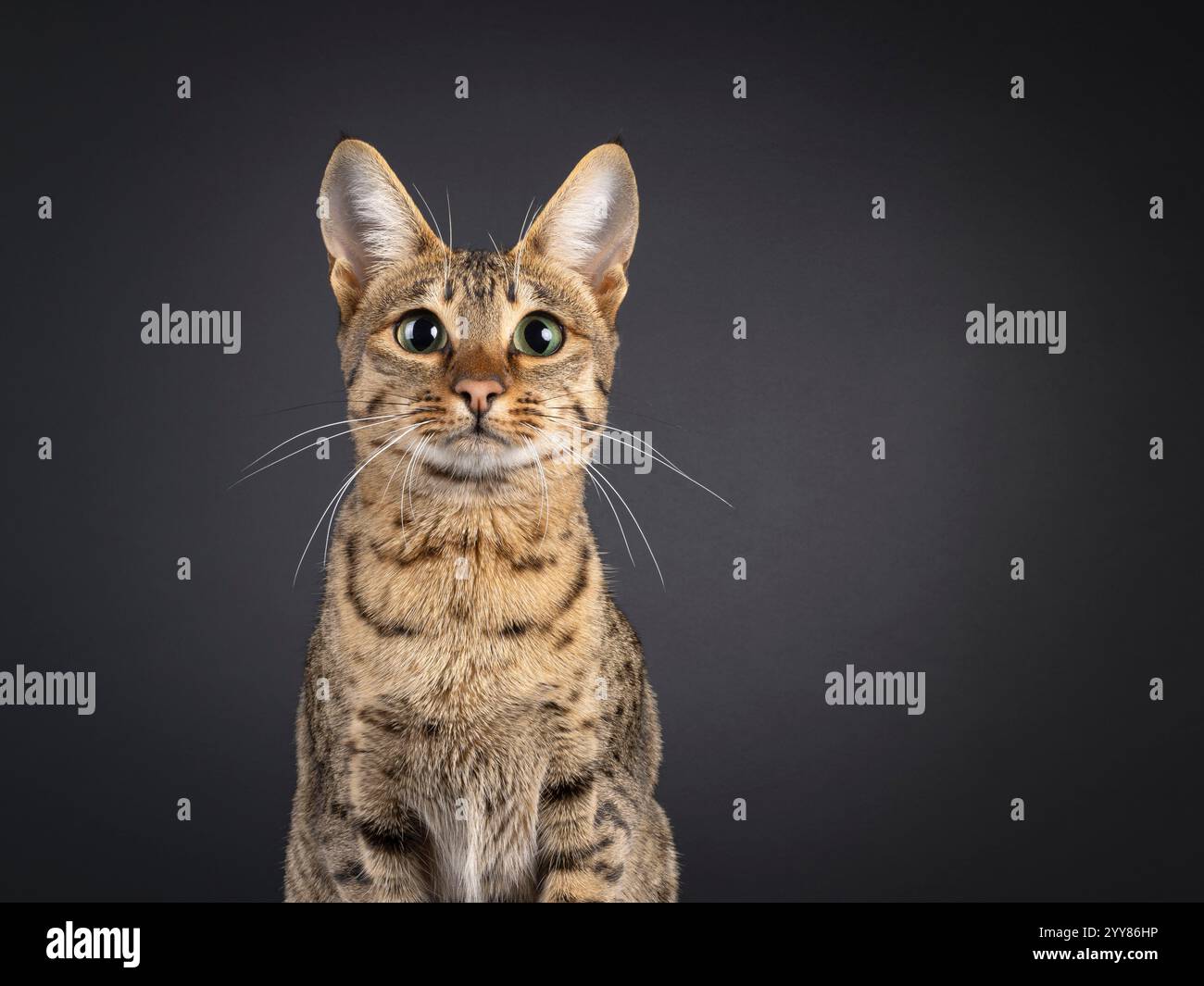 Colpo alla testa di un giovane gatto di Savannah, seduto di fronte. Guarda curioso verso la fotocamera. Isolato su sfondo nero. Foto Stock