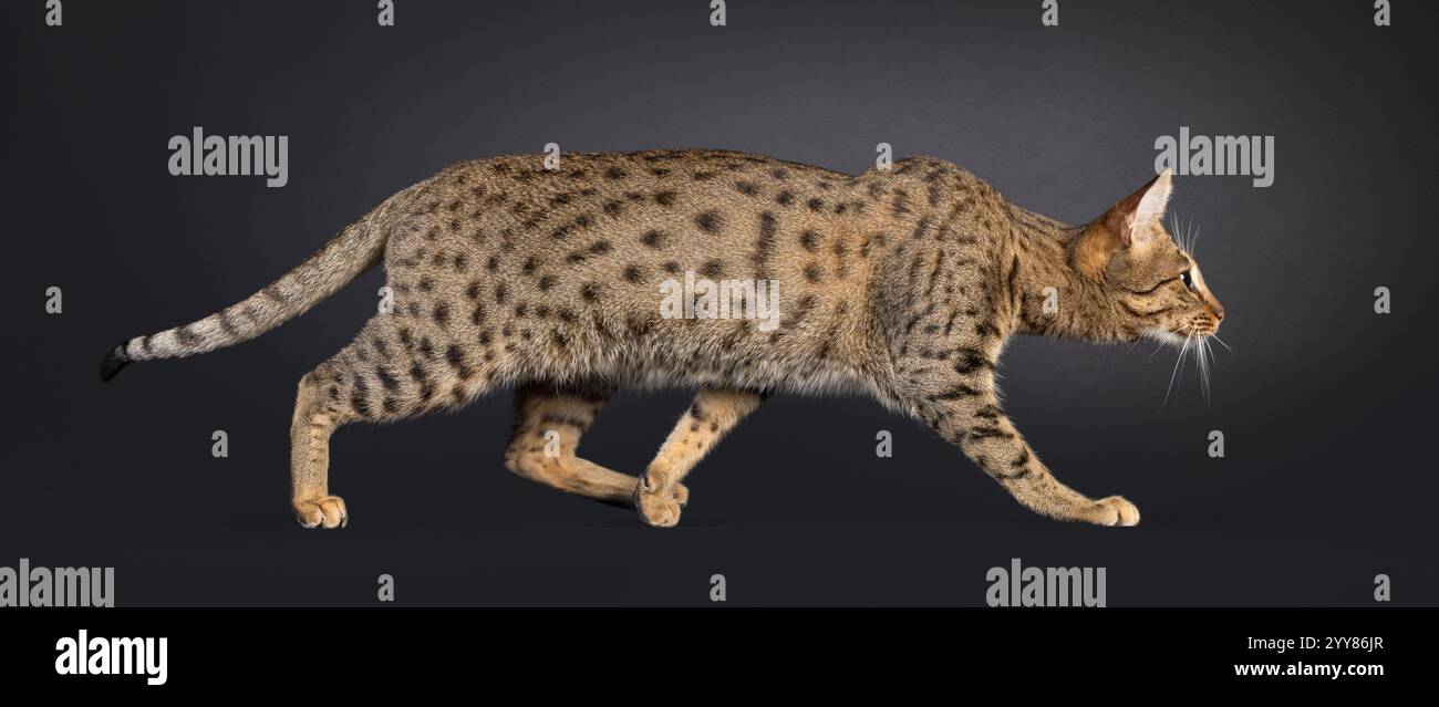 Il gatto di Savannah, che cammina lungo i lati mostrando un motivo maculato. Guardare lateralmente mostrando il profilo. Isolato su sfondo nero. Foto Stock