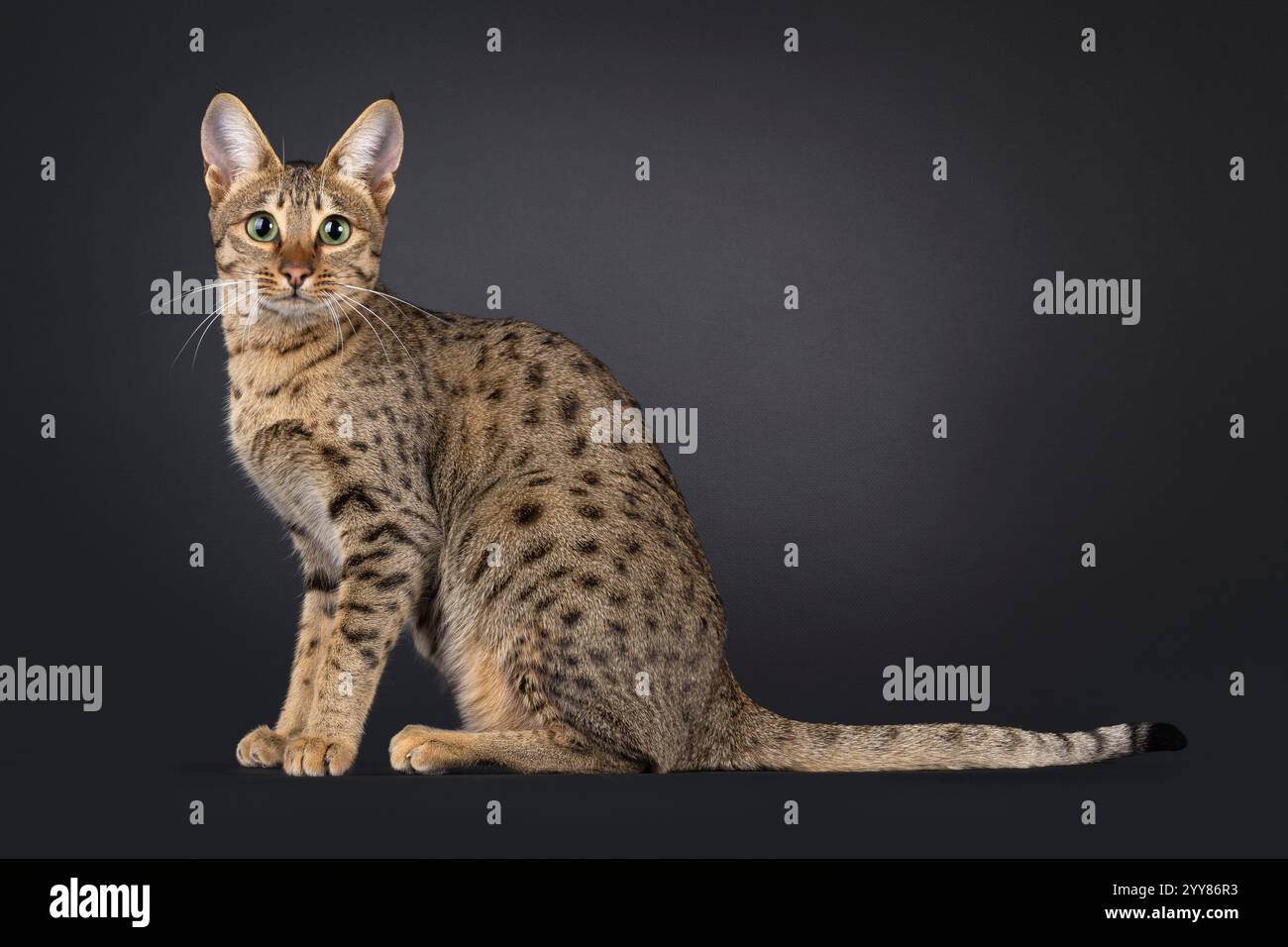 Splendida gatta di Savannah, seduta su di lato. Guarda curioso verso la fotocamera. Isolato su sfondo nero. Foto Stock
