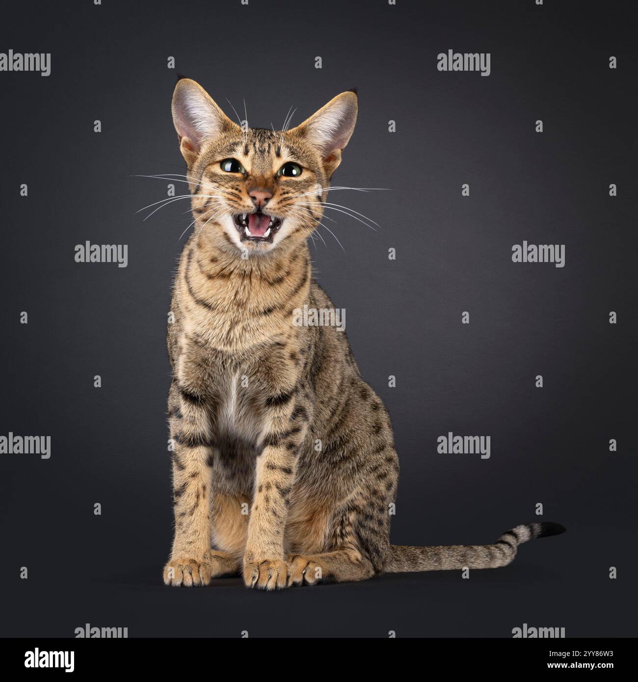 Splendida gatta di Savannah, seduta davanti. Guarda curioso verso la fotocamera. Bocca aperta a parlare. Isolato su sfondo nero. Foto Stock