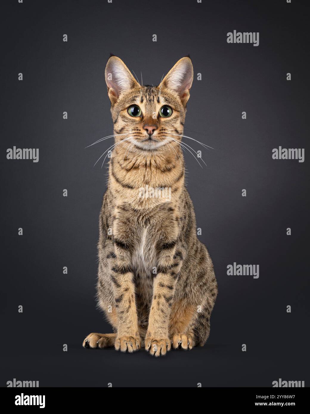 Splendida gatta di Savannah, seduta davanti. Guarda curioso verso la fotocamera. Isolato su sfondo nero. Foto Stock