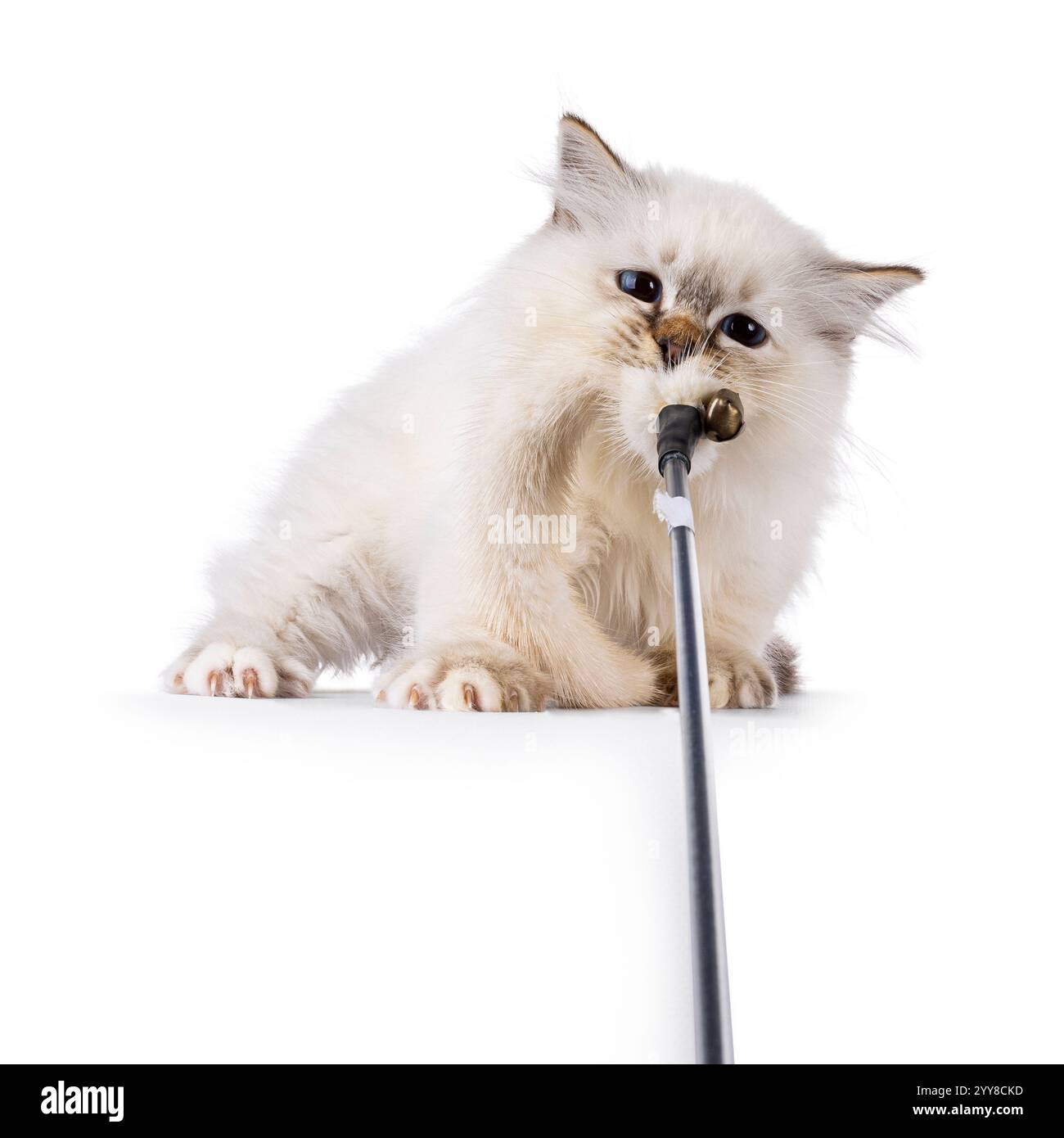 Carino gattino di Sacro uccellino, che gioca con un giocattolo di pelliccia come una tigre selvatica. Tira forte guardando il giocattolo. Isolato su sfondo bianco. Foto Stock