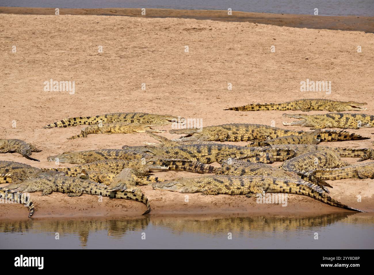 Grande gruppo di coccodrilli del Nilo (Crocodylus niloticus) su una riva sabbiosa del fiume Luangwa, South Luangwa National Park, Mfuwe, Zambia, Africa Foto Stock