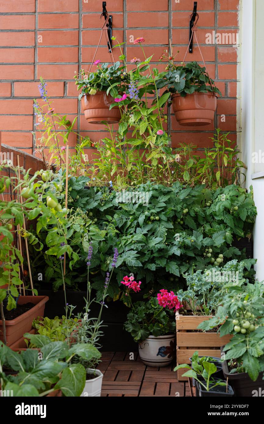 Piccolo balcone o terrazza angolo giardino, giardinaggio urbano, cibo in crescita Foto Stock