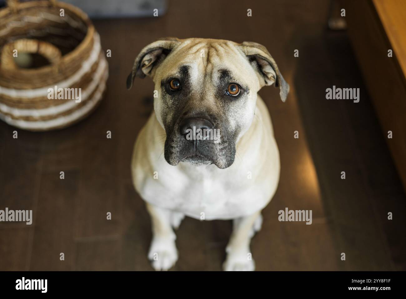 Fred, Il Cucciolo Con Il Muso Da Vecchio Saggio E L'animo Di Un Labrador Cerca Casa - Foto 8