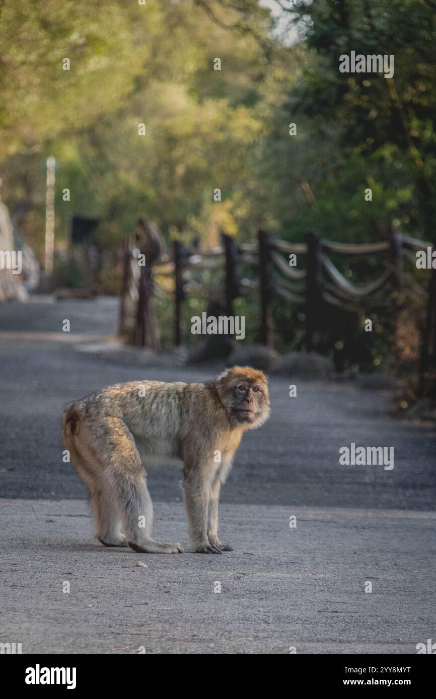 Un curioso macaco di Gibilterra, che fa una pausa per guardare direttamente la fotocamera, un vero emblema della roccia Foto Stock