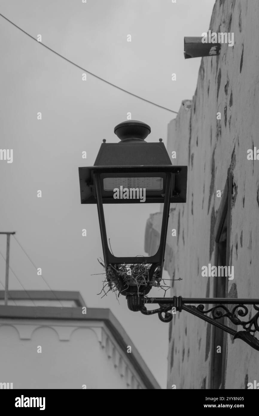 La natura trova una casa in luoghi inaspettati Foto Stock