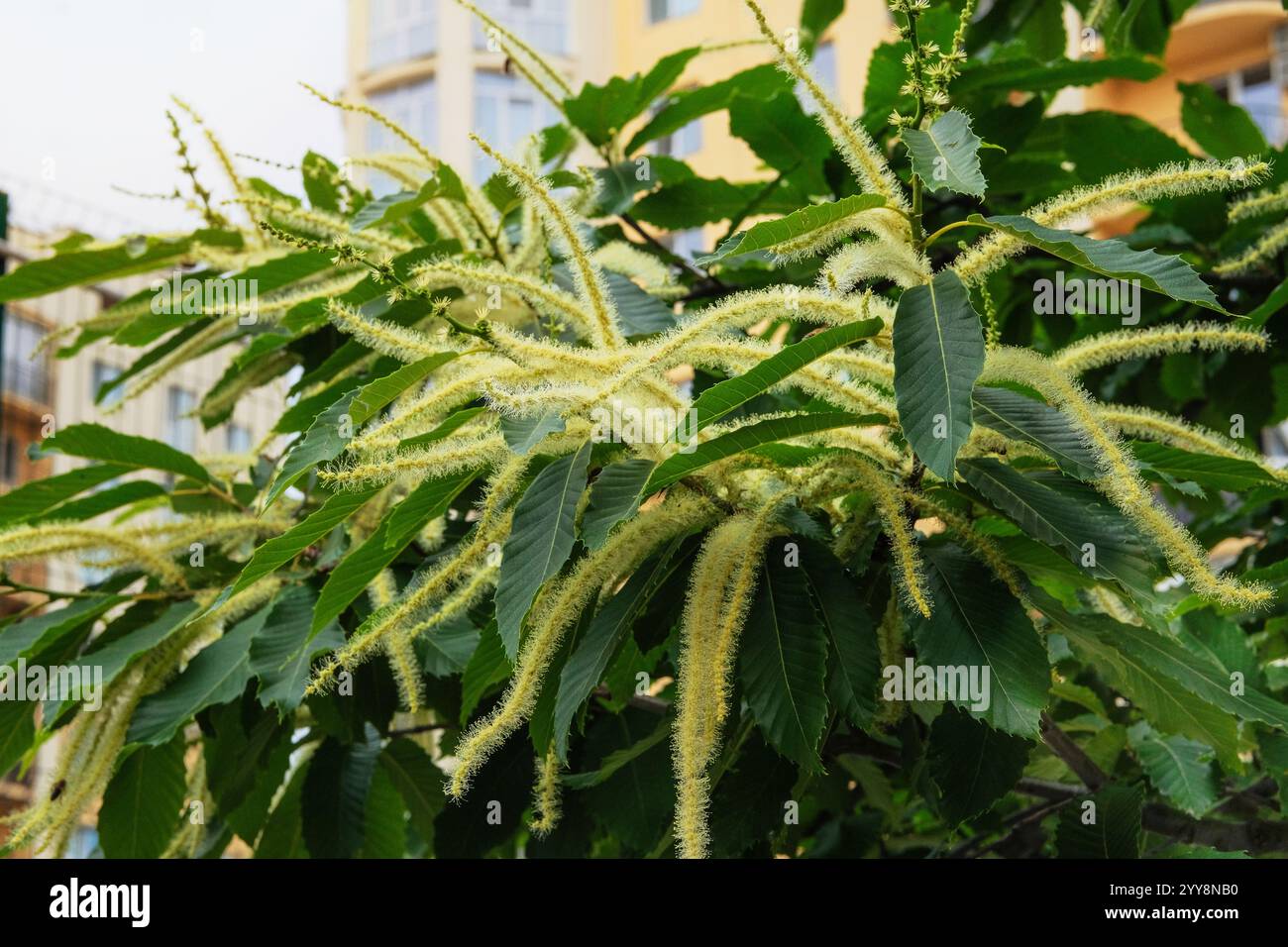 Castanea sativa cresce in giardino. Giardino di campagna. Sfondo floreale naturale. Giornata di sole. Foto Stock