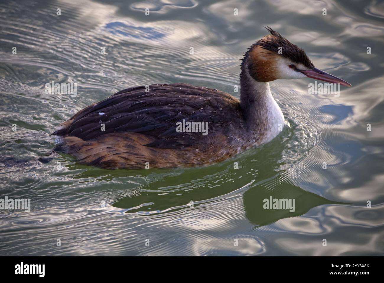 Great Crested Grebe che nuotava sull'acqua increspata. Primo piano con il suo piumaggio dettagliato e il becco sottile. Foto Stock