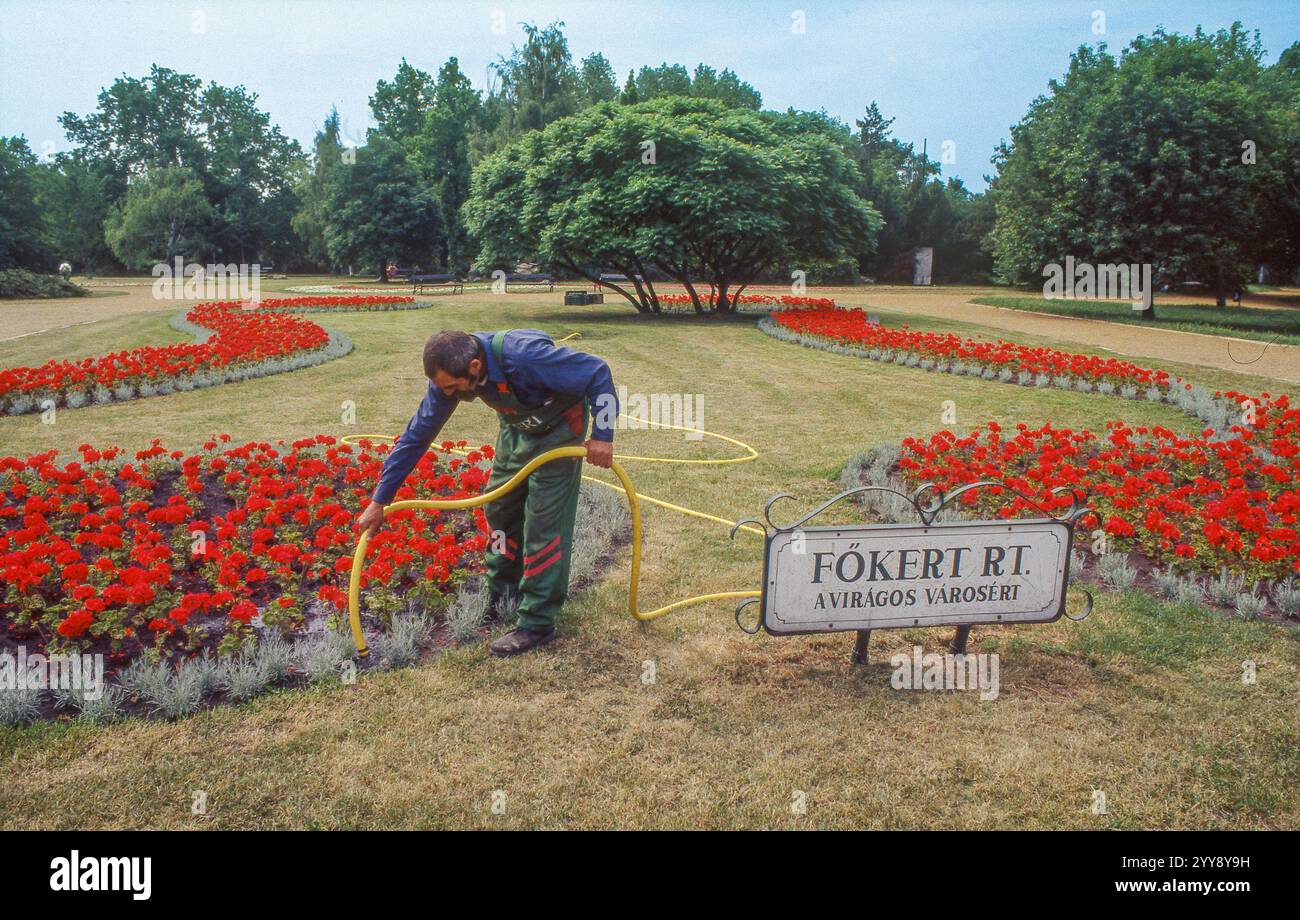 Ungheria, Budapest, un giardiniere cura le rose nel giardino principale del parco Főkert della città. Foto Stock