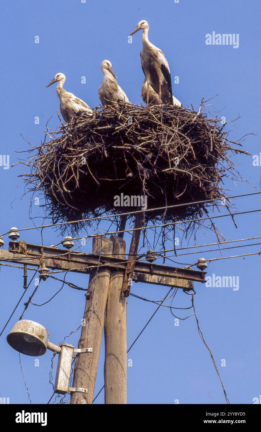 Ungheria, cicogne bianche (Ciconia ciconia) in un nido su un palo del telegrafo o camino possono essere viste in molti villaggi in tutta l'Ungheria. Gli uccelli sono fantastici Foto Stock