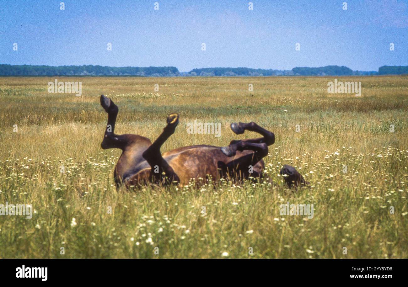 Ungheria, Csikós, i pastori di cavalli ungheresi nel Parco nazionale di Hortobágy, dove la Puszta è la più grande Puszta dell'Europa centrale ed è situata sull'une Foto Stock