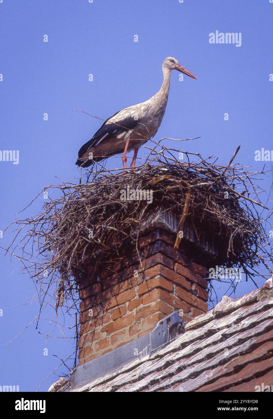 Ungheria, cicogne bianche (Ciconia ciconia) in un nido su un palo del telegrafo o camino possono essere viste in molti villaggi in tutta l'Ungheria. Gli uccelli sono fantastici Foto Stock