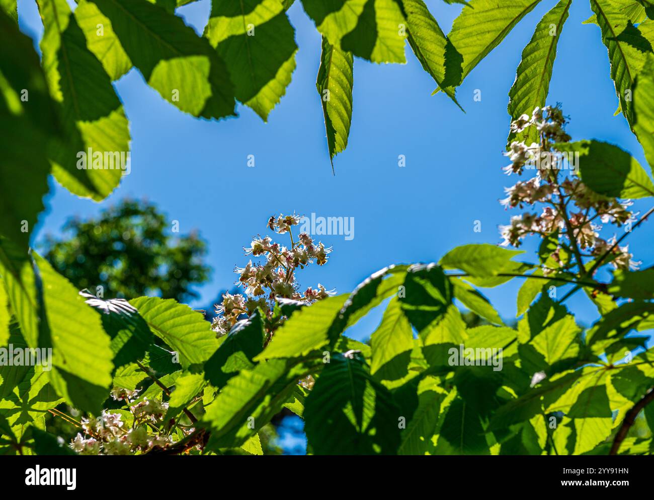 Piccola ape che raccoglie pollan su un fiore bianco, immagine incorniciata da foglie verdi, vista da un angolo basso Foto Stock