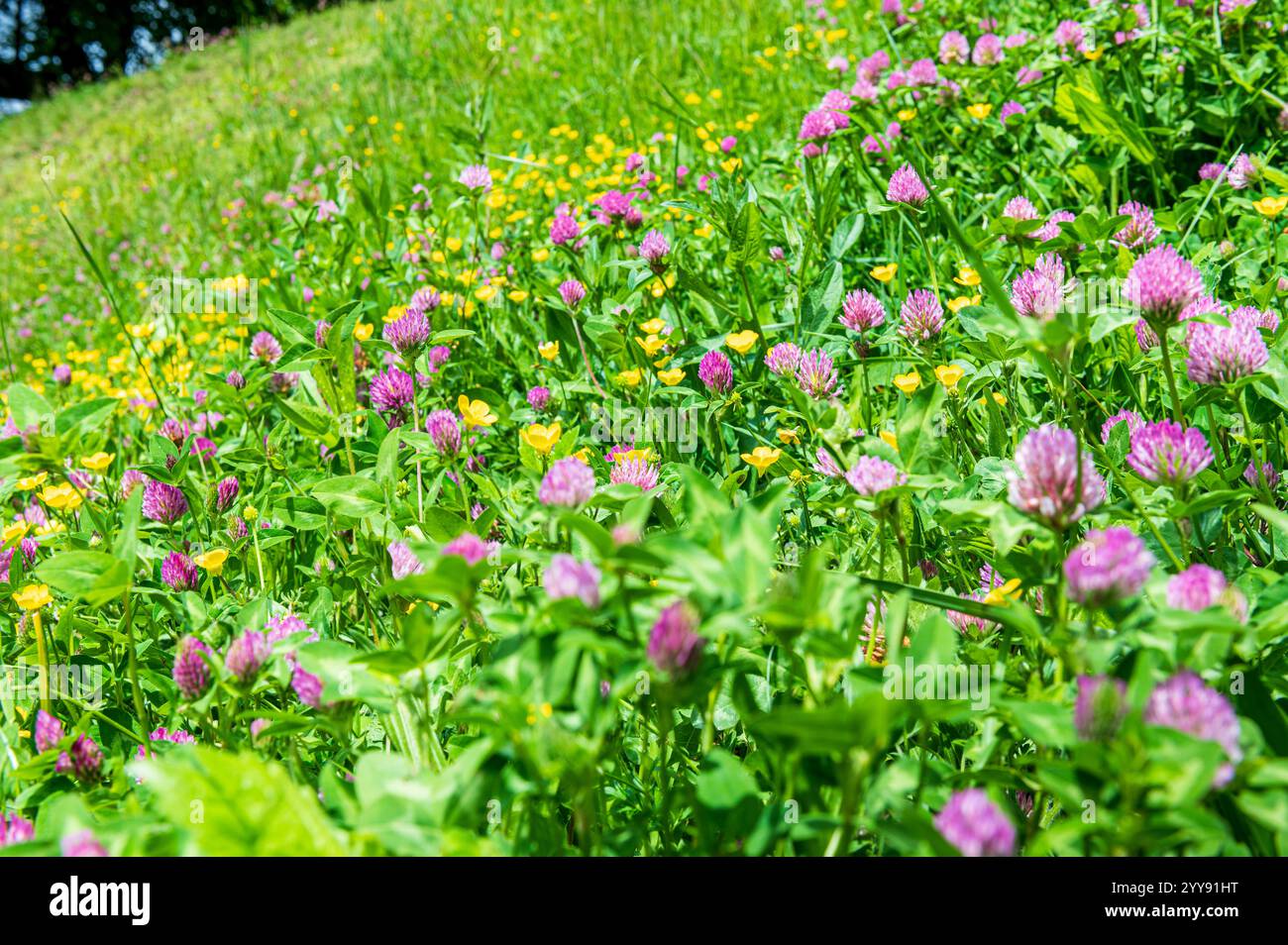 Prato collinare con fiori di trifoglio e buttercup circondato da erba verde brillante Foto Stock