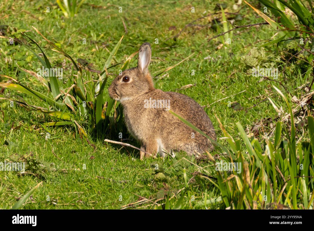 Coniglio, Oryctolagus cuniculus, un piccolo mammifero introdotto nel Regno Unito dai Normanni per fornire cibo e pellicce Foto Stock