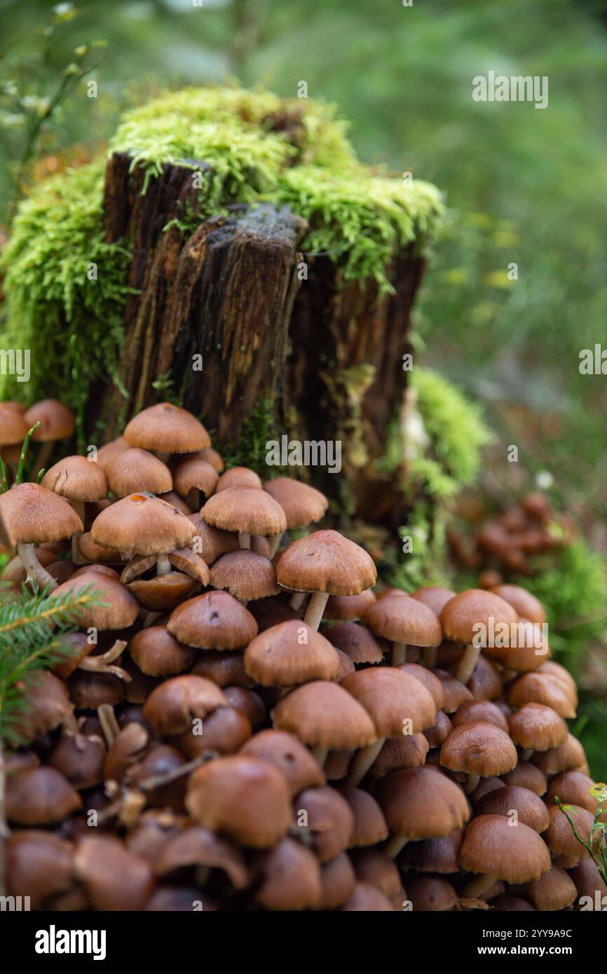 un gruppo di piccoli funghi bruni che crescono su un brach nel muschio Foto Stock