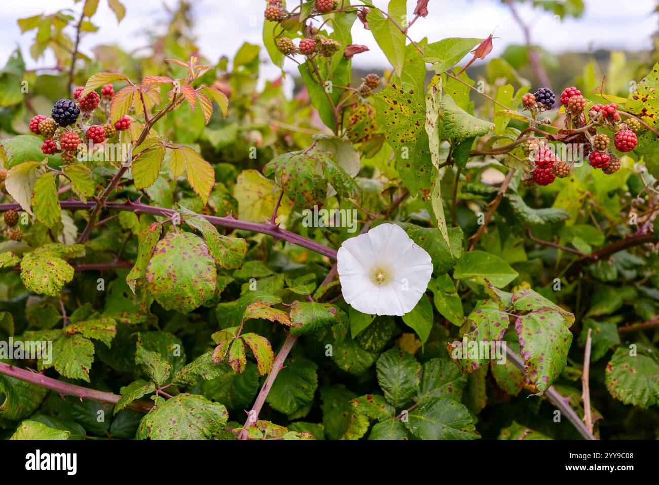 Fiori di siepe bianche e piante infestanti che crescono in una siepe di mora con more ad agosto, Regno Unito Foto Stock