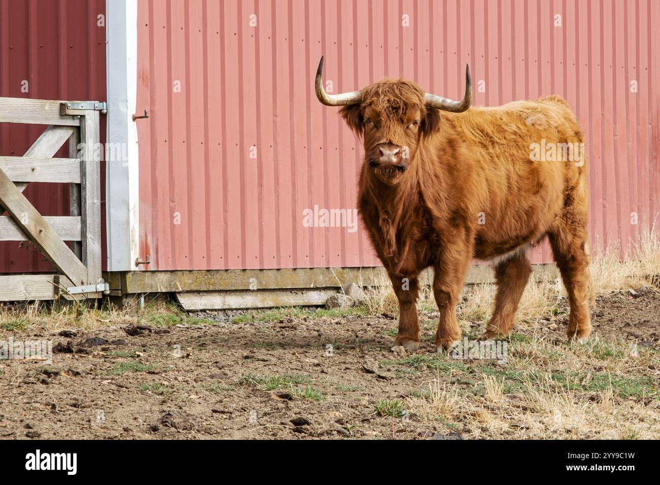 Highland Cow si trova in un paddock di una fattoria di fronte a un fienile. Foto Stock
