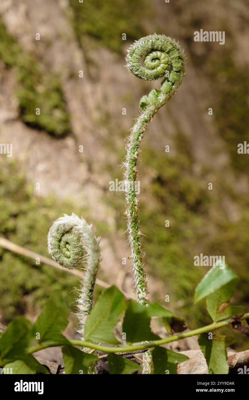 Le teste dei fiddlehead di Fern iniziano a svelare le loro bobine verdi Foto Stock