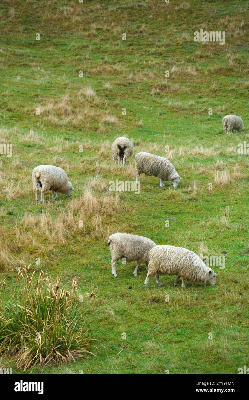 Gregge di pecore che vivono e pascolano sul pascolo di montagna in campagna in nuova Zelanda Foto Stock