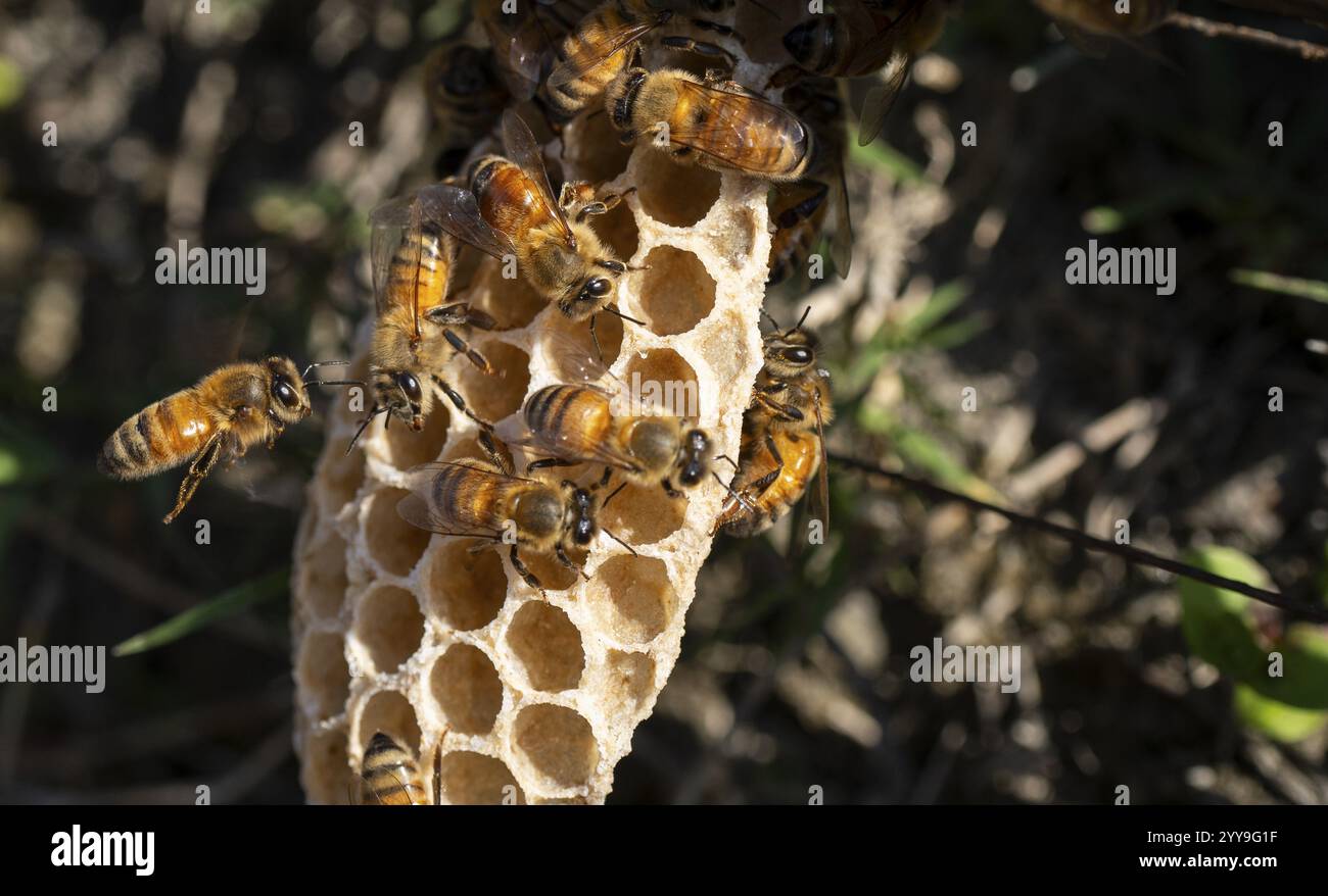 Le api mellifere si trovano su un favo vicino a un campo di senape il 17 dicembre 2024 a Barpeta, India. Foto Stock