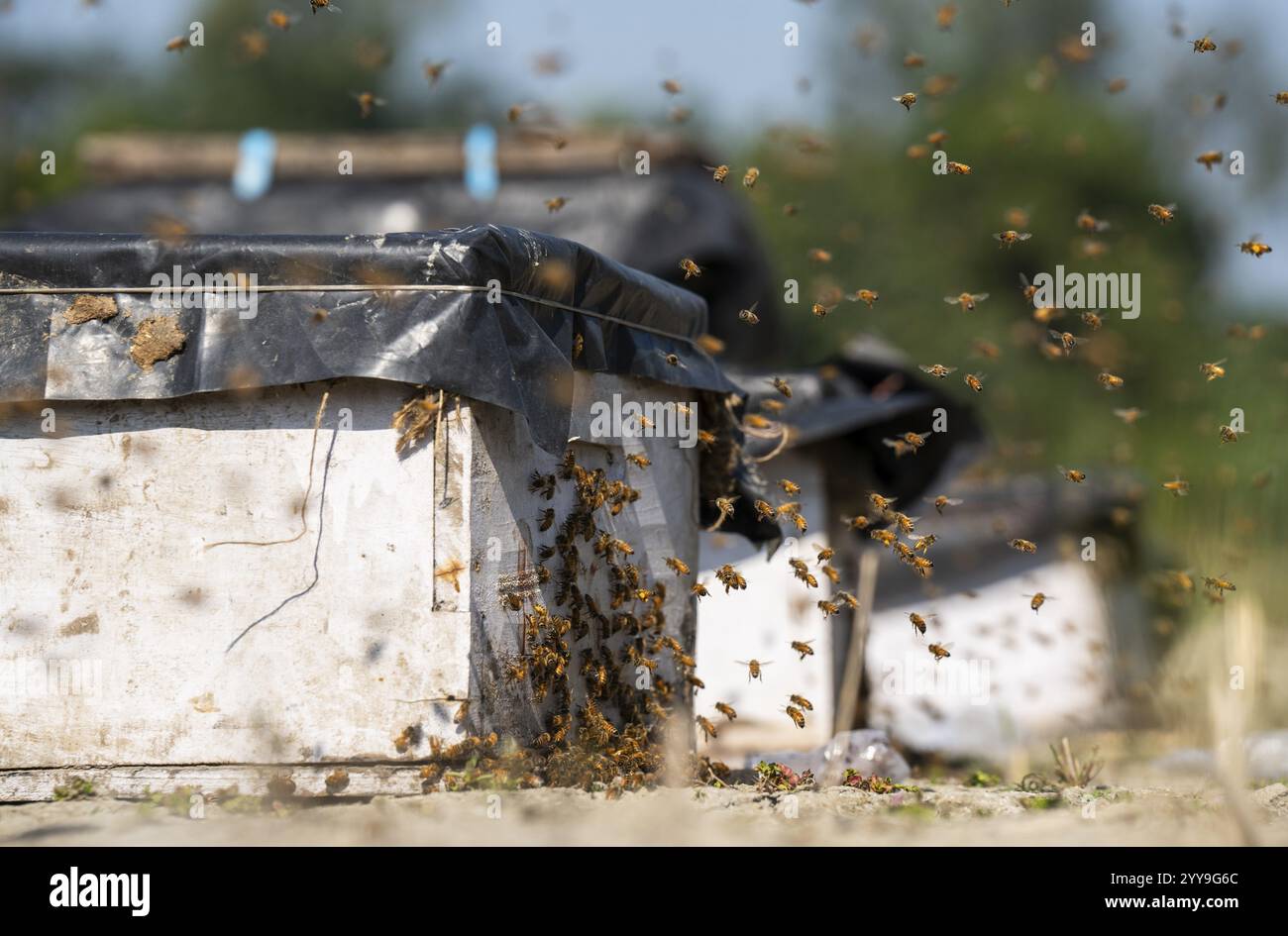 L'apicoltore colloca la boxe di api in un'unità di produzione di miele vicino a un campo di senape il 17 dicembre 2024 a Barpeta, in India. Foto Stock