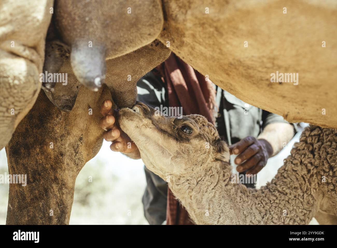 Vitello di cammello che suzione nella mammella della madre nell'allevamento di cammelli dello sceicco Ahmed Ali al-Mahri, allevatore di cammelli, Sarfeit, Dhofar, Oman, Asia Foto Stock