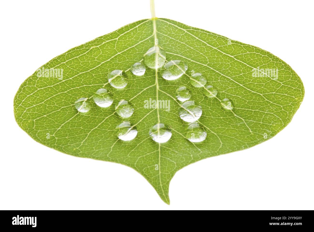 Concetto di casa verde, foglia con gocce d'acqua isolate su sfondo bianco Foto Stock