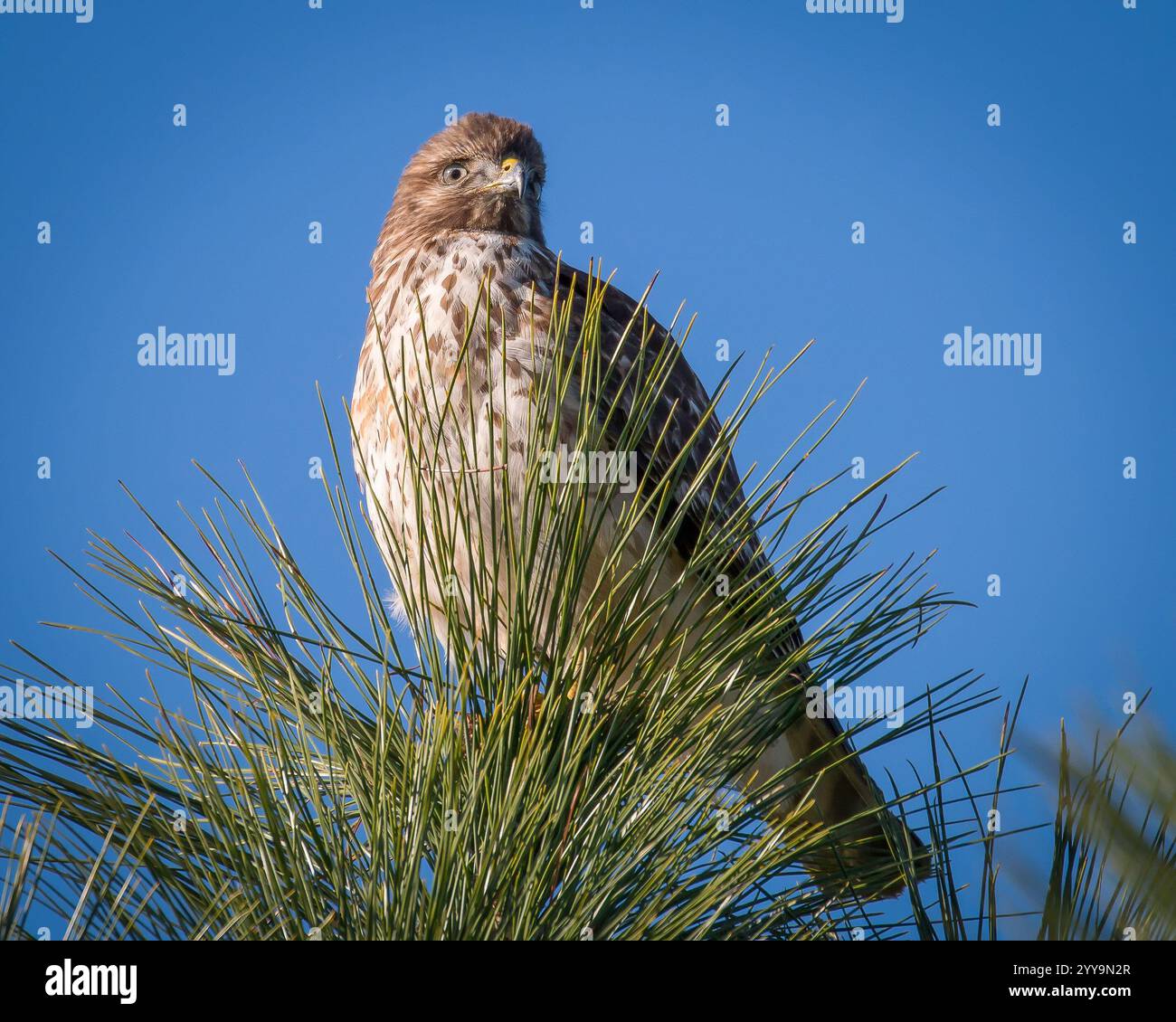 Hawk seduto e in cerca di pranzo. Foto Stock