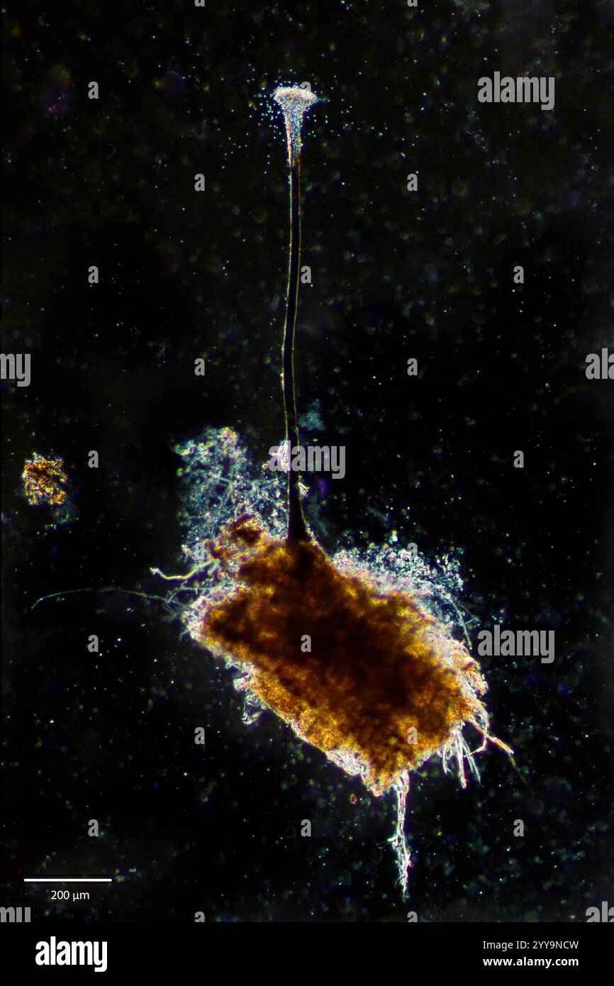 Funghi Ascomycot Pseudographiella sp. (Possibilmente P. variiseptata) con spore perominevoli di spore spontanee. Campione prelevato da S Foto Stock Funghi Ascomycot Pseudographiella sp. (Possibilmente P. variiseptata) con spore perominevoli di spore spontanee. Campione prelevato da S Foto Stock