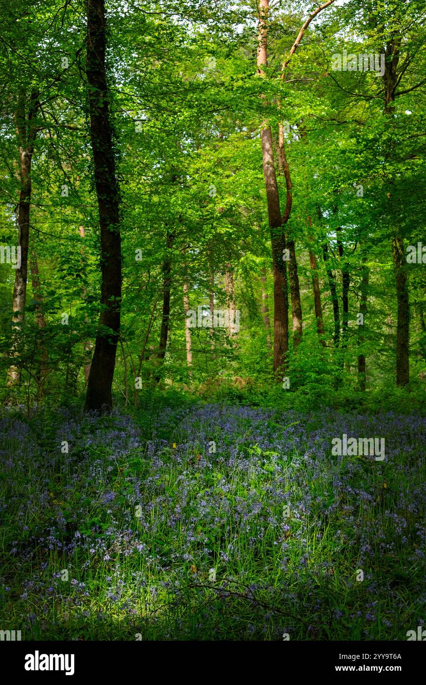 Primavera in legno di faggio con un tappeto di campanelli in Cornovaglia, regno unito Foto Stock